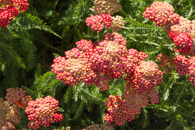 Clumber 2013 (14)